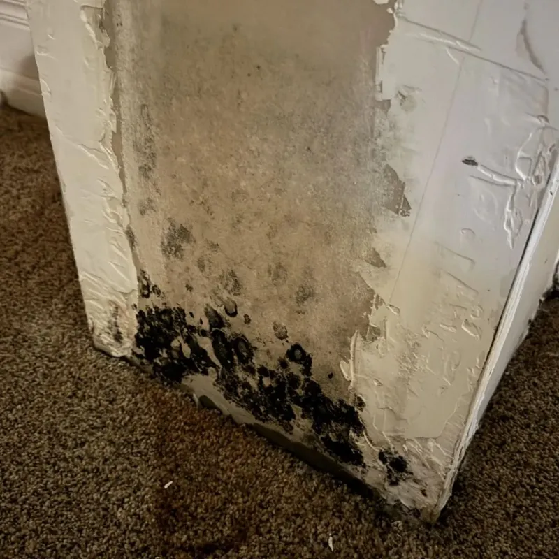 Professional Mold Removal in Fayette, MO